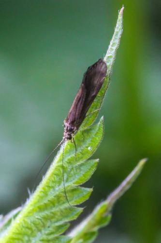 Réf. 232 518 : Hydropsyche sp.